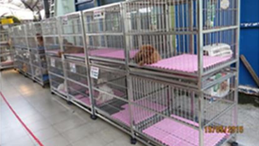 AVA inspects 31 pet retailers after ACRES report
