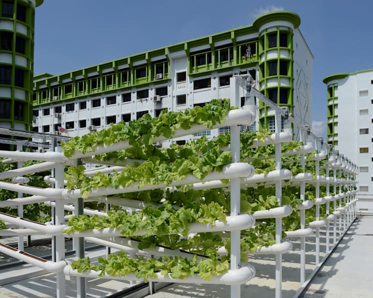 Tenders awarded for 9 rooftop farming sites at HDB multi-storey car parks