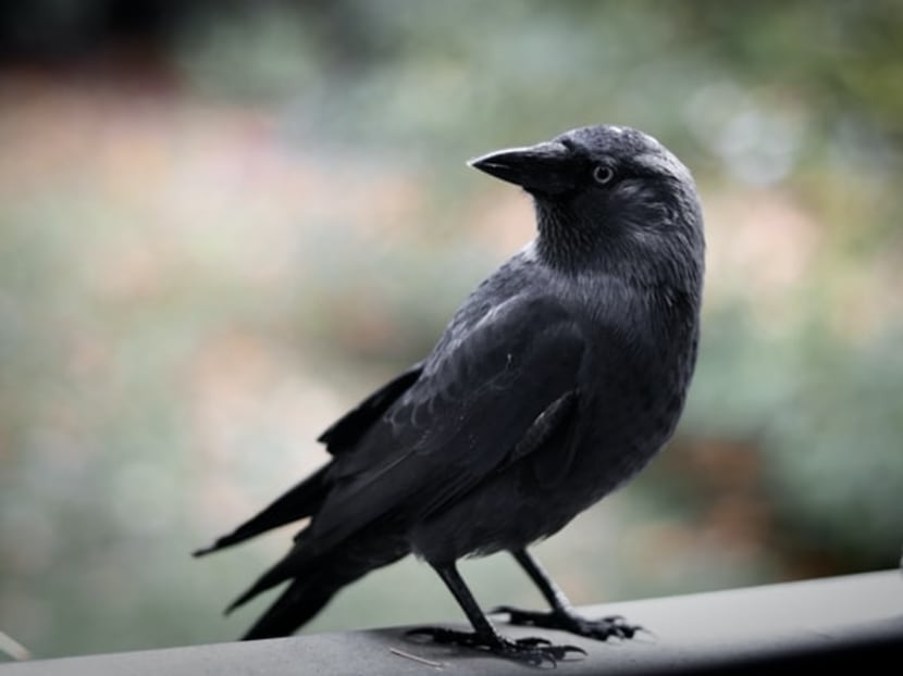 Ex-auxiliary police officer jailed for culling crows with shotgun without safety officer present