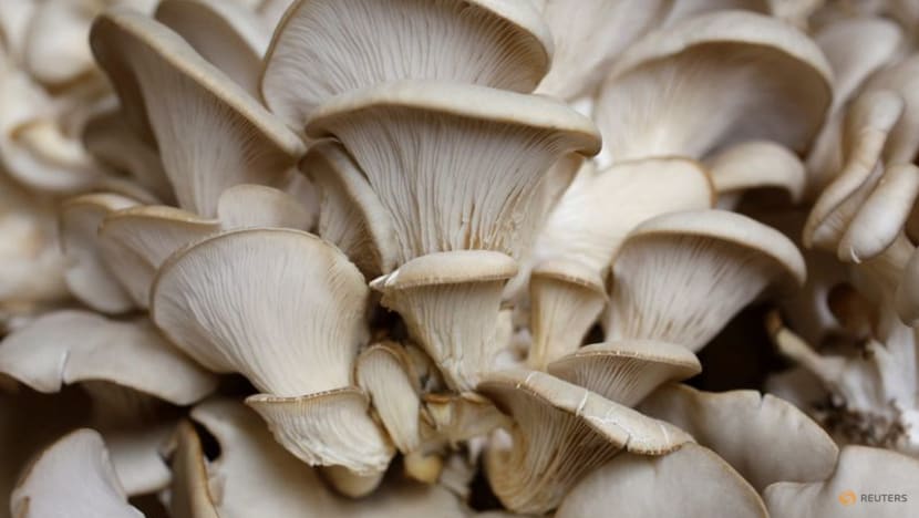 Fungi vital to life face growing risk of extinction, study shows Fungi vital to life face growing risk of extinction, study shows