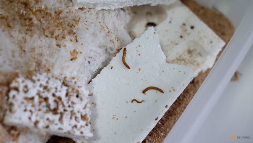 Serbian scientists experiment with mealworms to degrade polystyrene
