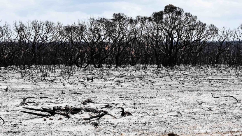 Kangaroo Island is an ecological wonderland; now half of it is burnt and survival hangs in the balance