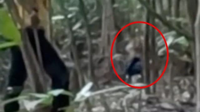 野外钓鱼遇老虎 马国男子临危不乱虎口脱险