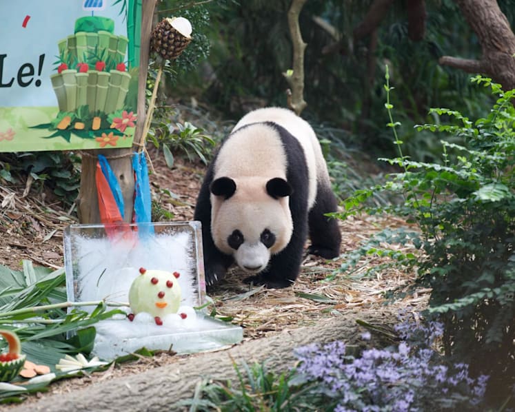 Singapore's first giant panda cub Le Le to be separated from mum as he turns two