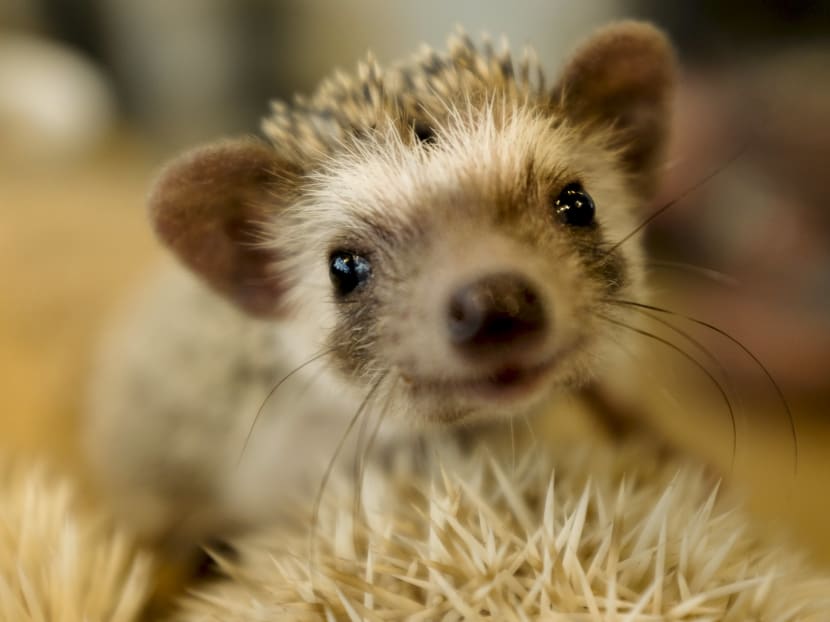Gallery: Japanese line up to cuddle hedgehogs - carefully