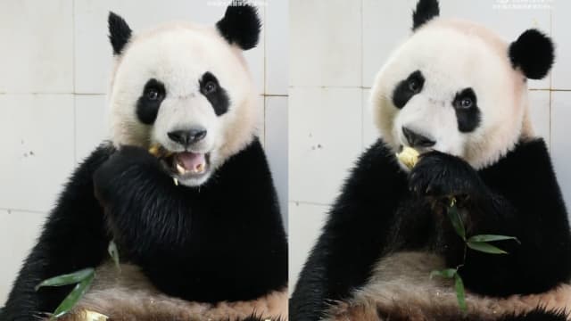 叻叻结束隔离 搬家入住都江堰