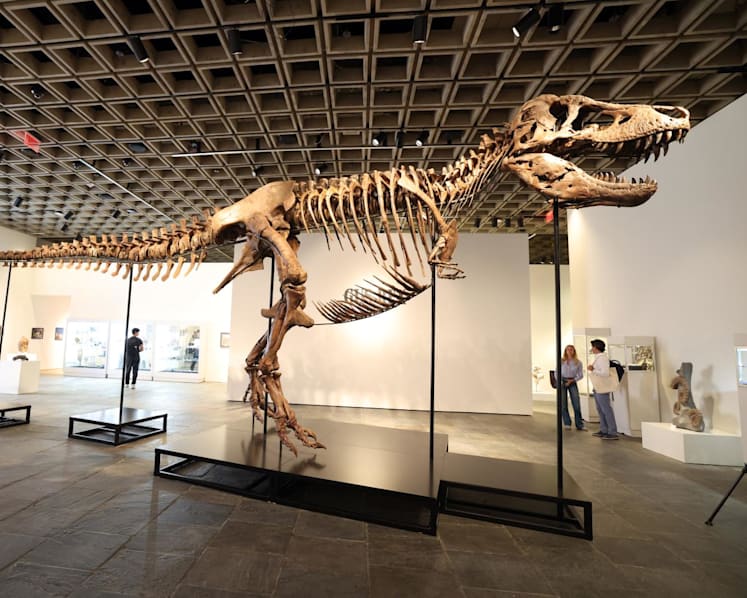 Commentary: What science loses when T rex becomes a trophy