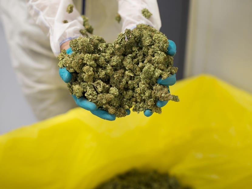 Malaysia is starting talks to legalise marijuana for medical use, racing to become the first Asian country to do so.