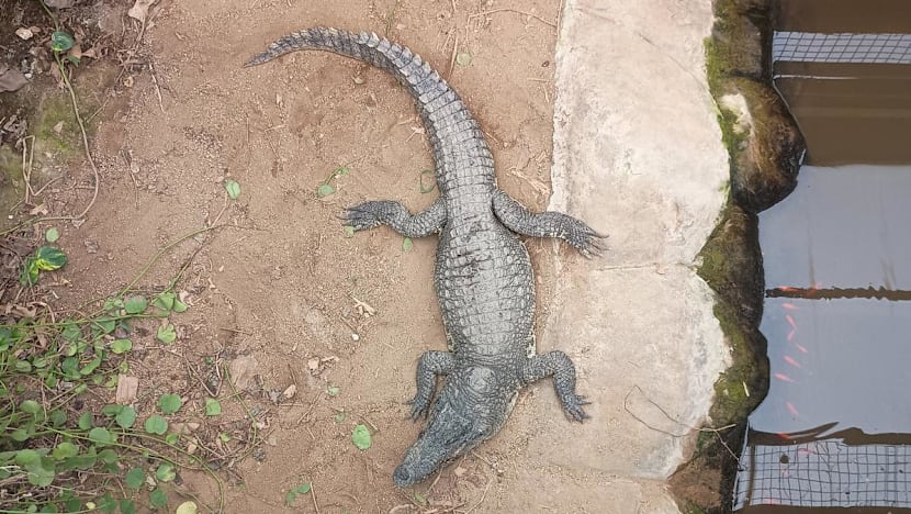 Man freed on bail after toddler found in UK zoo's crocodile pen