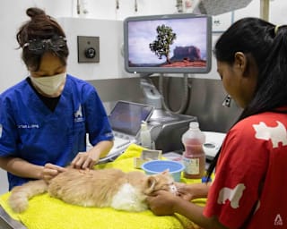 AVS to launch public consultation on proposed Bill to uplift veterinary standards 
