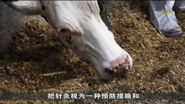 动物也针灸！ 法国地区农会积极推广为奶牛针灸
