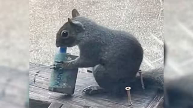 松鼠也学坏了？误把水果味电子烟当零食啃咬　电子烟垃圾正悄悄杀害动物
