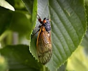 Tampines Changkat pilot to tackle cicada emergence reduces noise, disturbances for residents 