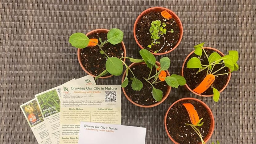 NParks to give packets of vegetable seeds to households to encourage home gardening