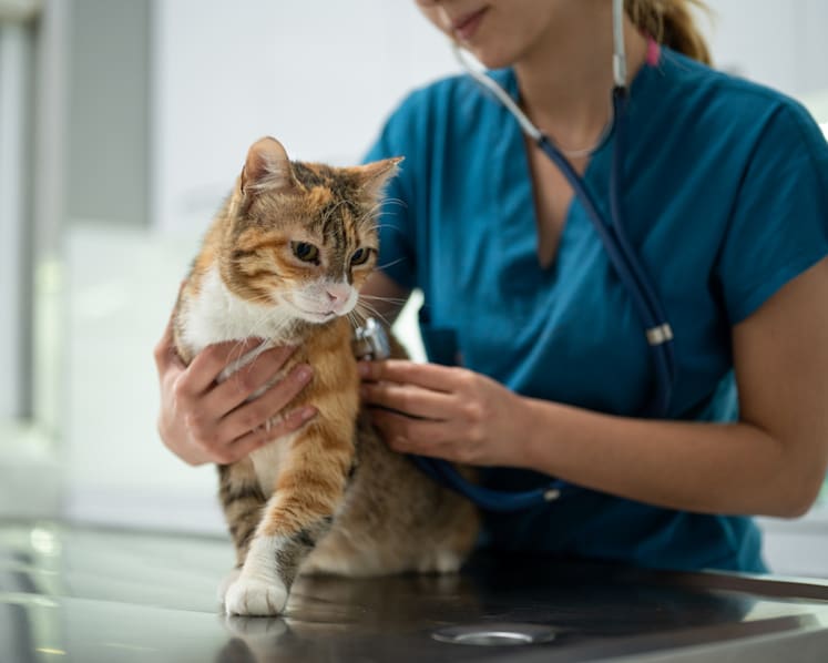 Over 24,000 pet cats licensed since start of scheme, authorities to ramp up free microchipping services