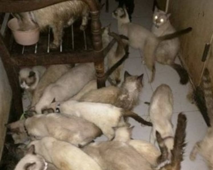 Managing animal hoarding not a straightforward affair, say animal welfare groups