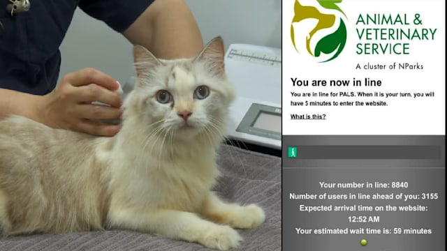 7000猫咪赶期限申请执照 猫主不满注册系统大排长龙
