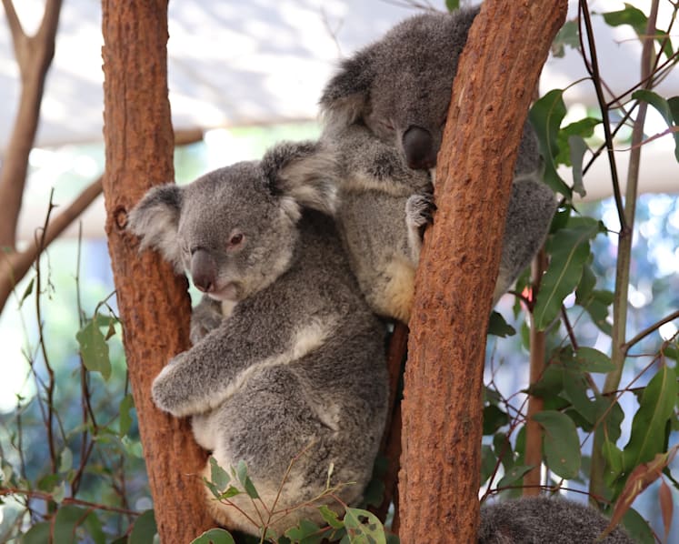 Singapore Zoo to welcome four koalas from Australia