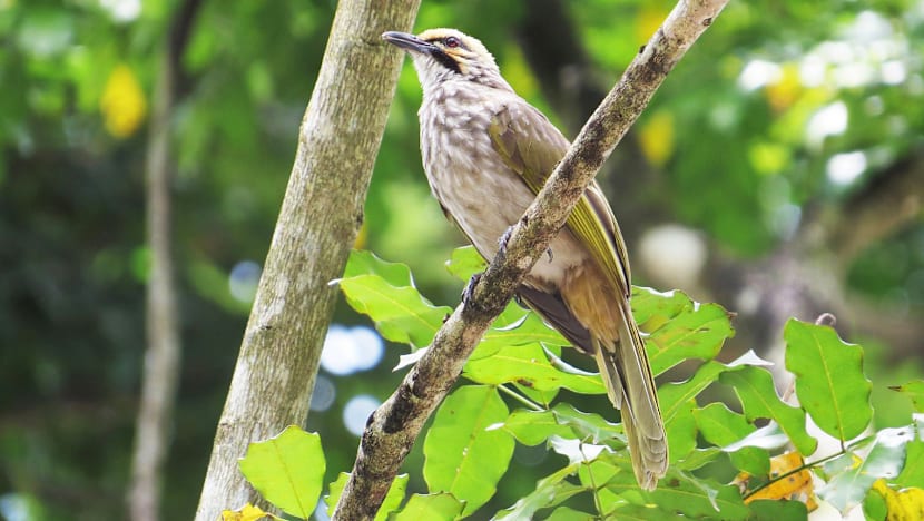 Numbers of endangered bulbuls show slight rebound on Pulau Ubin