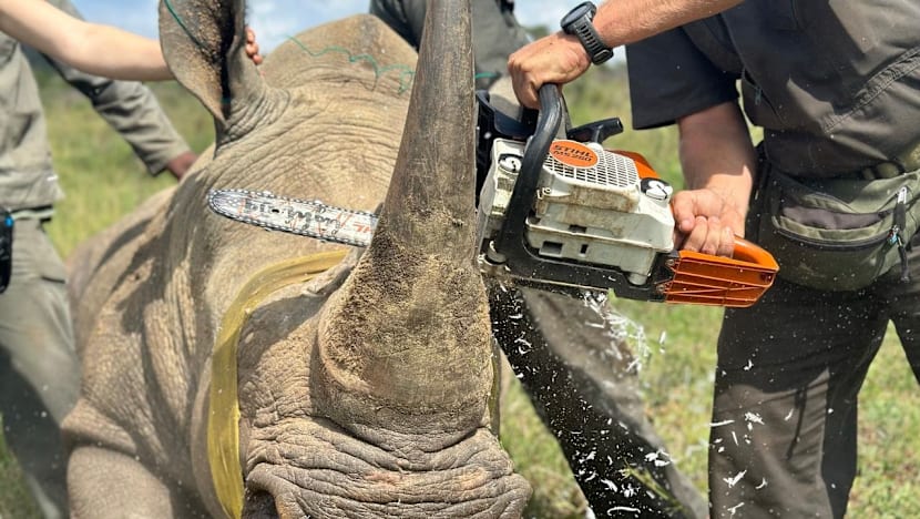 Inside the 9,000km smuggling route bringing rhino horns from South Africa through Singapore