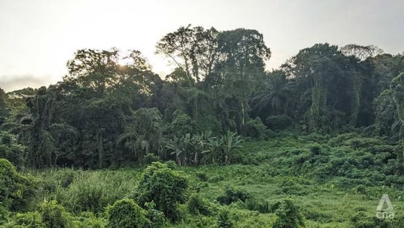 Inisiatif baru Pelan Hijau S'pura galak masyarakat perjuang isu kemampanan