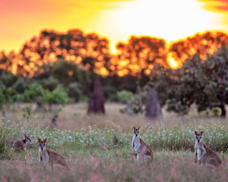 Licensed for fun in Australia’s Northern Territory