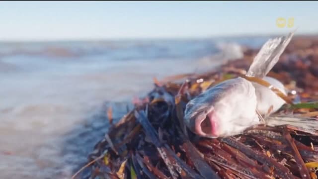 澳洲南部海岸爆发有毒藻类 导致数百种海洋生物死亡