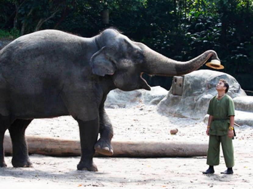 Singapore Zoo to cease elephant rides