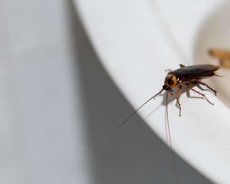How cockroaches spread around the world to become global pests
