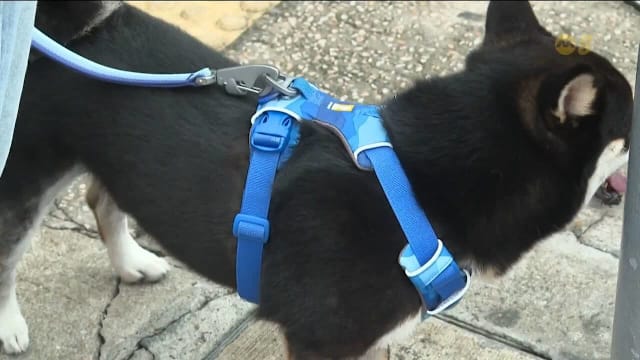 香港拟开放狗只入餐馆 申请踊跃超额逾两倍