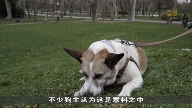 除了能听从主人指令 狗还能将字词同物件联系起来