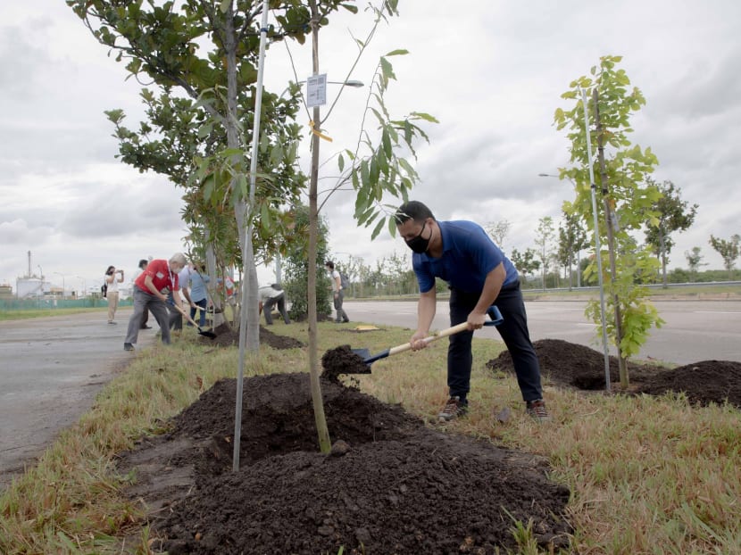Minister for National Development and Minister-in-charge of Social Services Integration Desmond Lee planting a tree in Jurong Island as part of the greening Jurong Island initiatives on Monday, Oct 26.