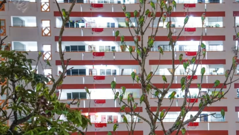 Burung nuri 'bertandang' ke Choa Chu Kang Burung nuri 'bertandang' ke Choa Chu Kang