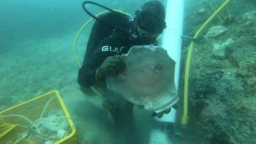 2 shipwrecks — dating as far back as 600 years — found in Singapore waters, yielding trove of artefacts