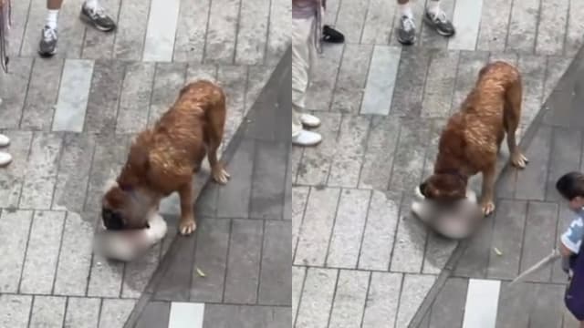 香港大型犬街上咬死两只狗 狗主人被捕