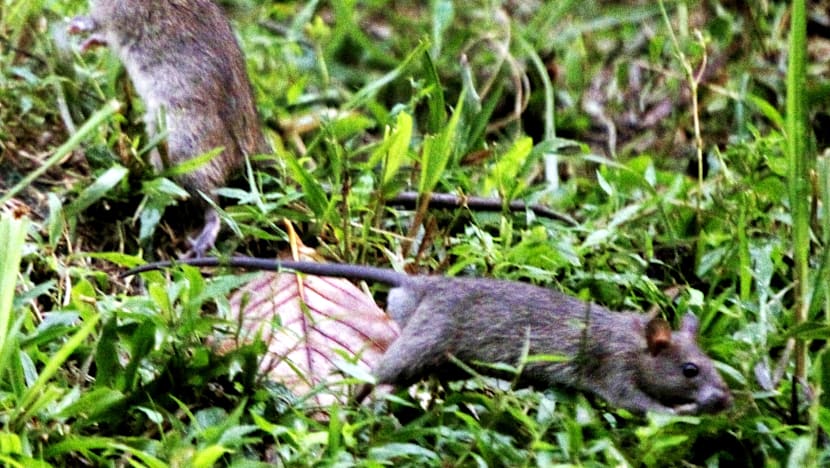 More help given to town councils to address rodent problems