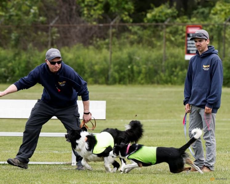 No wild goose chase: Two dogs keep birds off World Cup training pitch in Toronto
