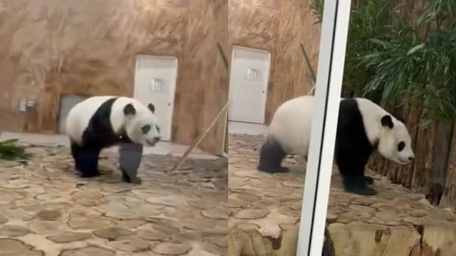 受中东局势波及卡塔尔熊猫馆负责人：两只大熊猫状况良好 