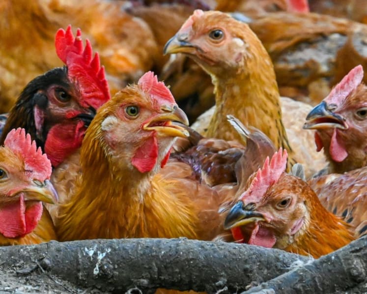 Chicken supply in Malaysia has stabilised, surplus can be exported: Agriculture minister