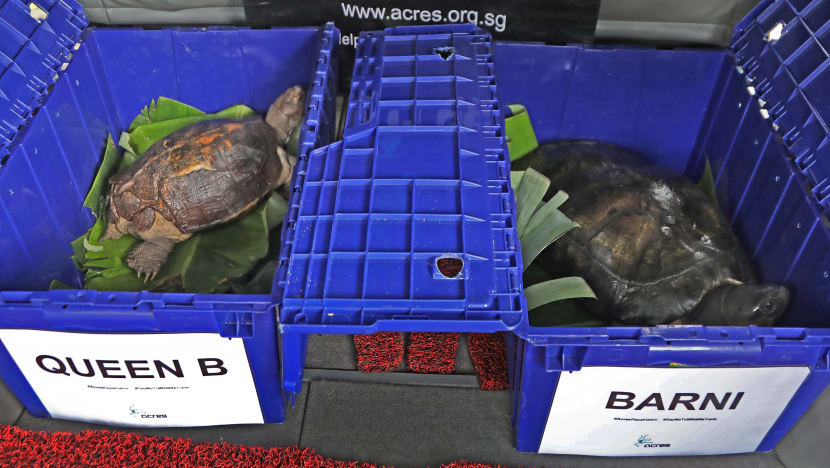 2 turtles rescued by Acres make their way home to Malaysia