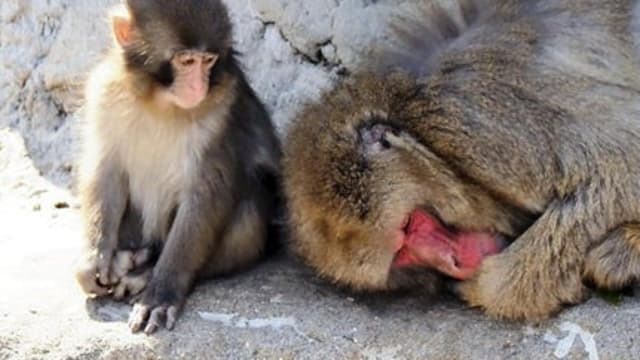 网红猕猴Punch住得更舒适 有空调 活动空间增加