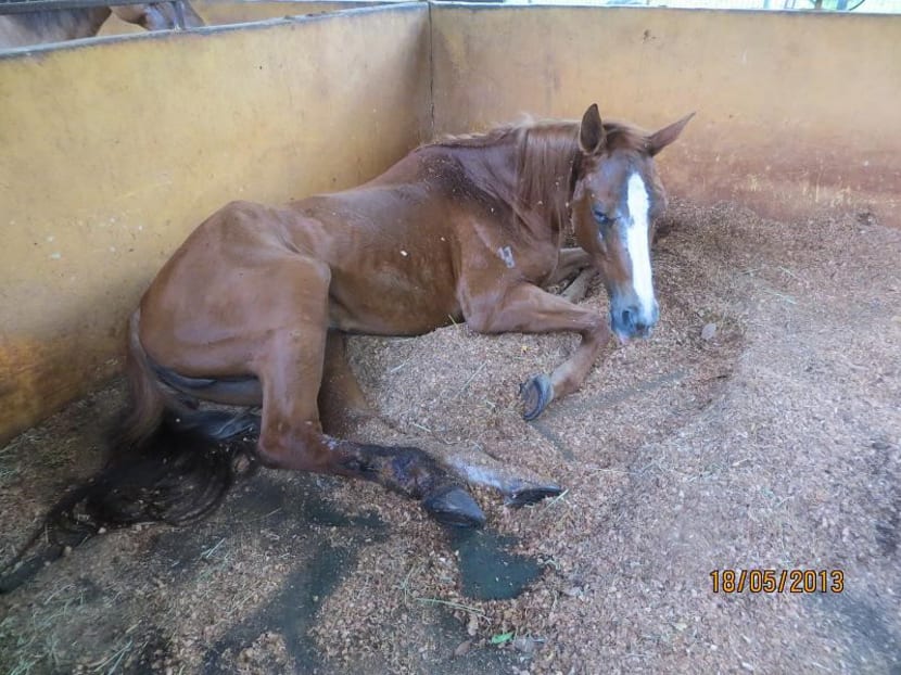 Gallop Stable abuse trial: Horse riddled with wounds, says ex-AVA officer