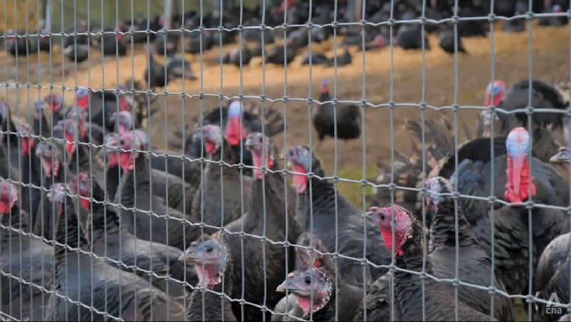 UK turkey farmers optimistic about fulfilling Christmas orders this year after 2022 bird flu