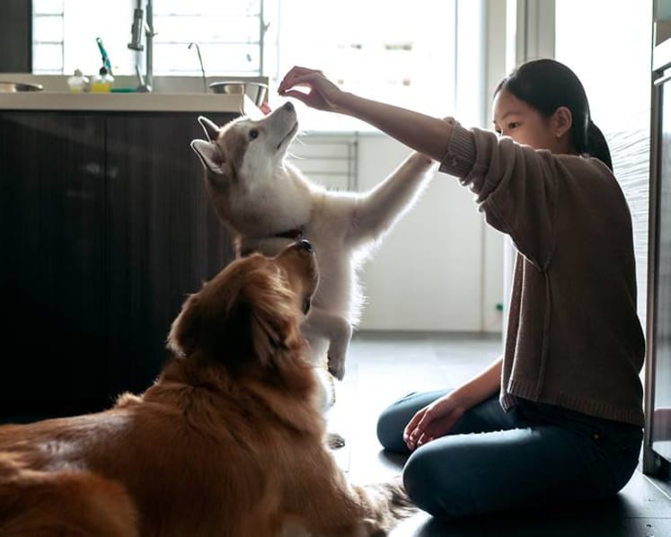 Pet supplies e-retailer Perromart becomes insolvent, gets new owner amid dozens of complaints