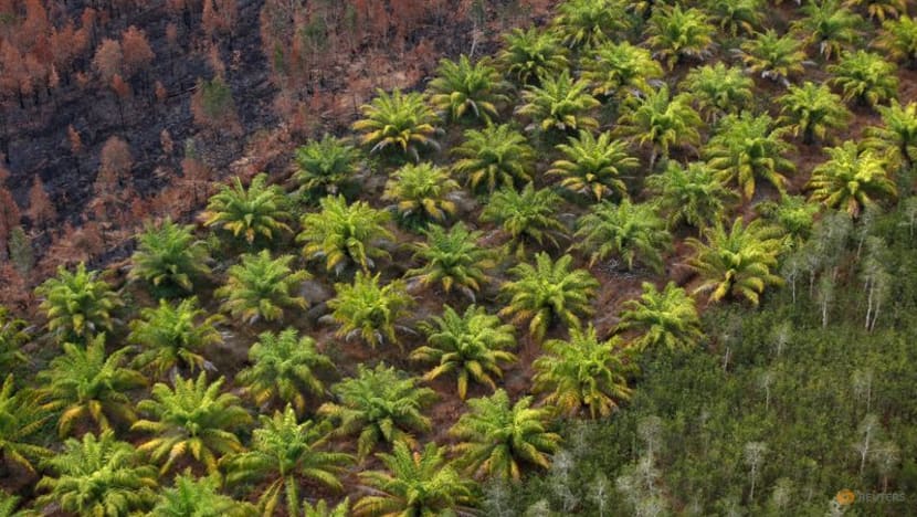 Scrapping oil palm moratorium raises doubt over Indonesia's green commitments: Environmentalists Scrapping oil palm moratorium raises doubt over Indonesia's green commitments: Environmentalists