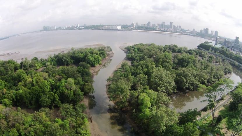 Google will provide US$1 million to Singapore's Mandai Nature to tackle climate crisis