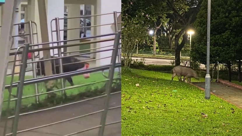 Wild boars in Bukit Panjang: NParks installing fences, MP calls for more traps after woman attacked Wild boars in Bukit Panjang: NParks installing fences, MP calls for more traps after woman attacked