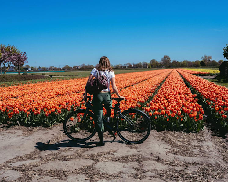 A scenic bike-and-boat trip through Holland’s tulips, windmills and cheese towns
