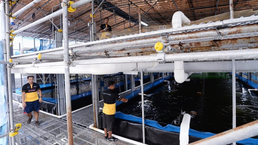 Farm to fork: Local producers to meet 30 per cent of Singapore’s nutritional needs by 2030
