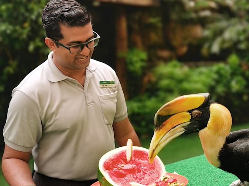 Free Entry To Jurong Bird Park For 10 Days In September For Singapore Residents
